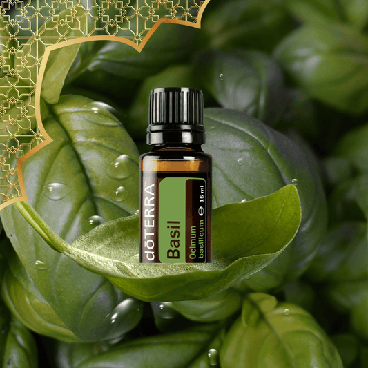 Manjericão (Basil) Ocimum basilicum 15ml